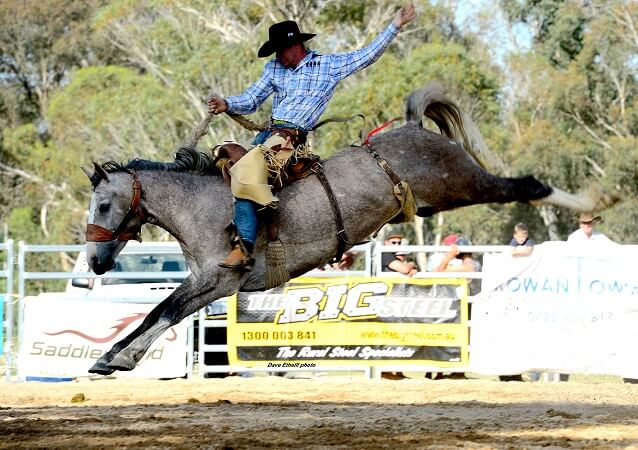 Rosewood Rodeo